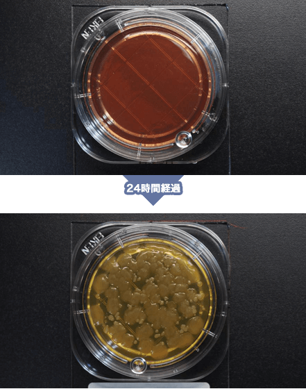 菌が増殖してしまう一般的なガラスフィルム